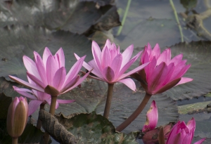 dreamstime_xxl_40852397