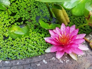 dreamstime_xxl_135169127 jouvelline