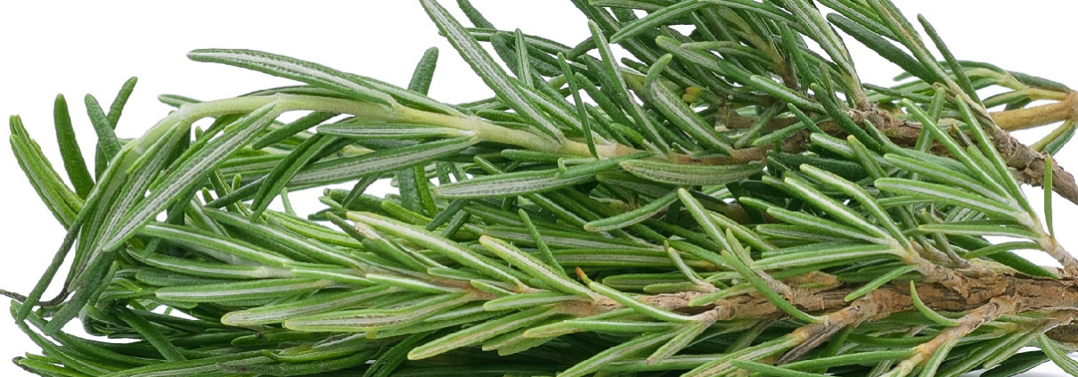 Rosemary